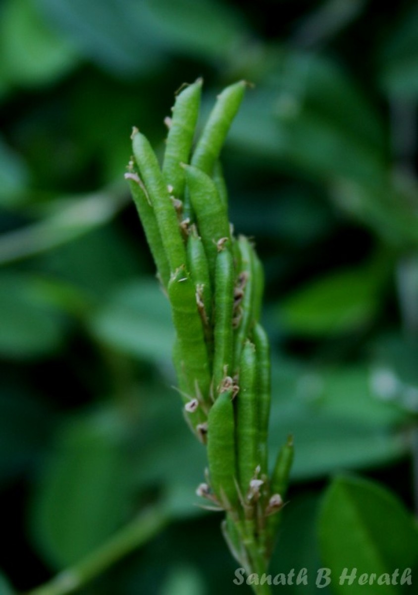 Alysicarpus vaginalis (L.) DC.